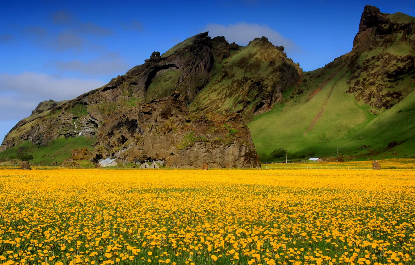 Фото обои поле, небо, цветы, горы, весна, долина, одуванчики, жёлтые