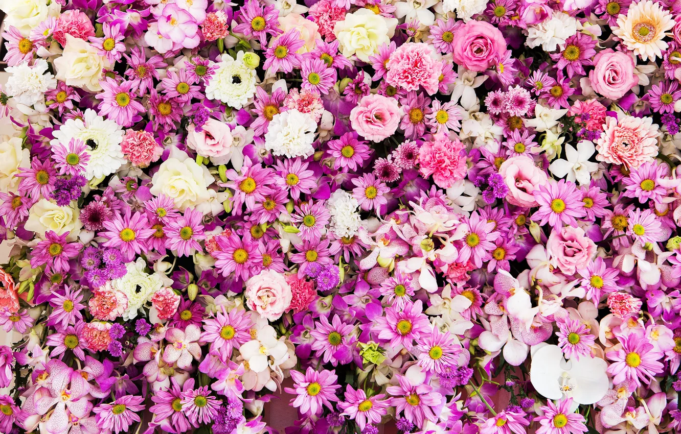 Фото обои цветы, фон, розы, розовые, бутоны, хризантемы, pink, flowers