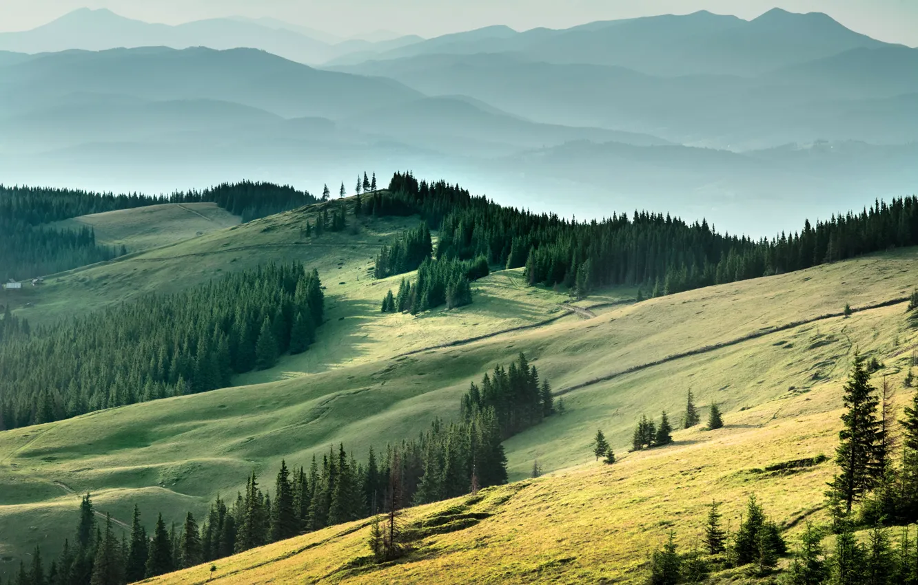 Фото обои горы, поля, Украина, леса, Карпаты
