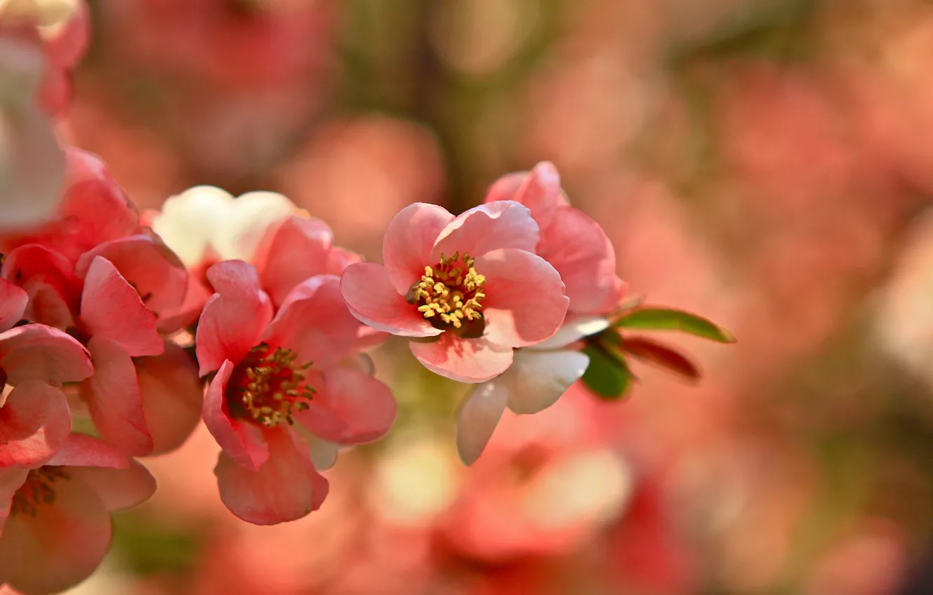 Фото обои розовая, ветка, сакура, цветущая
