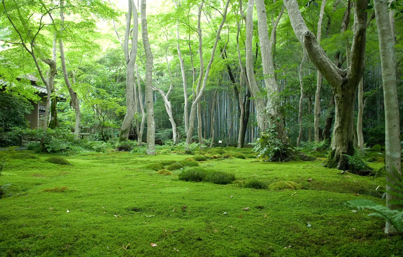Фото обои лес, деревья, поляна, Япония