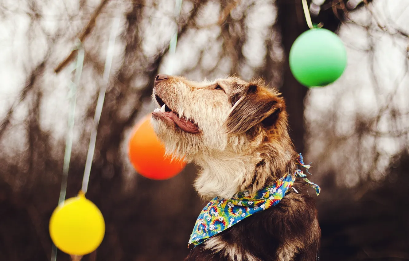 Фото обои фон, шары, собака