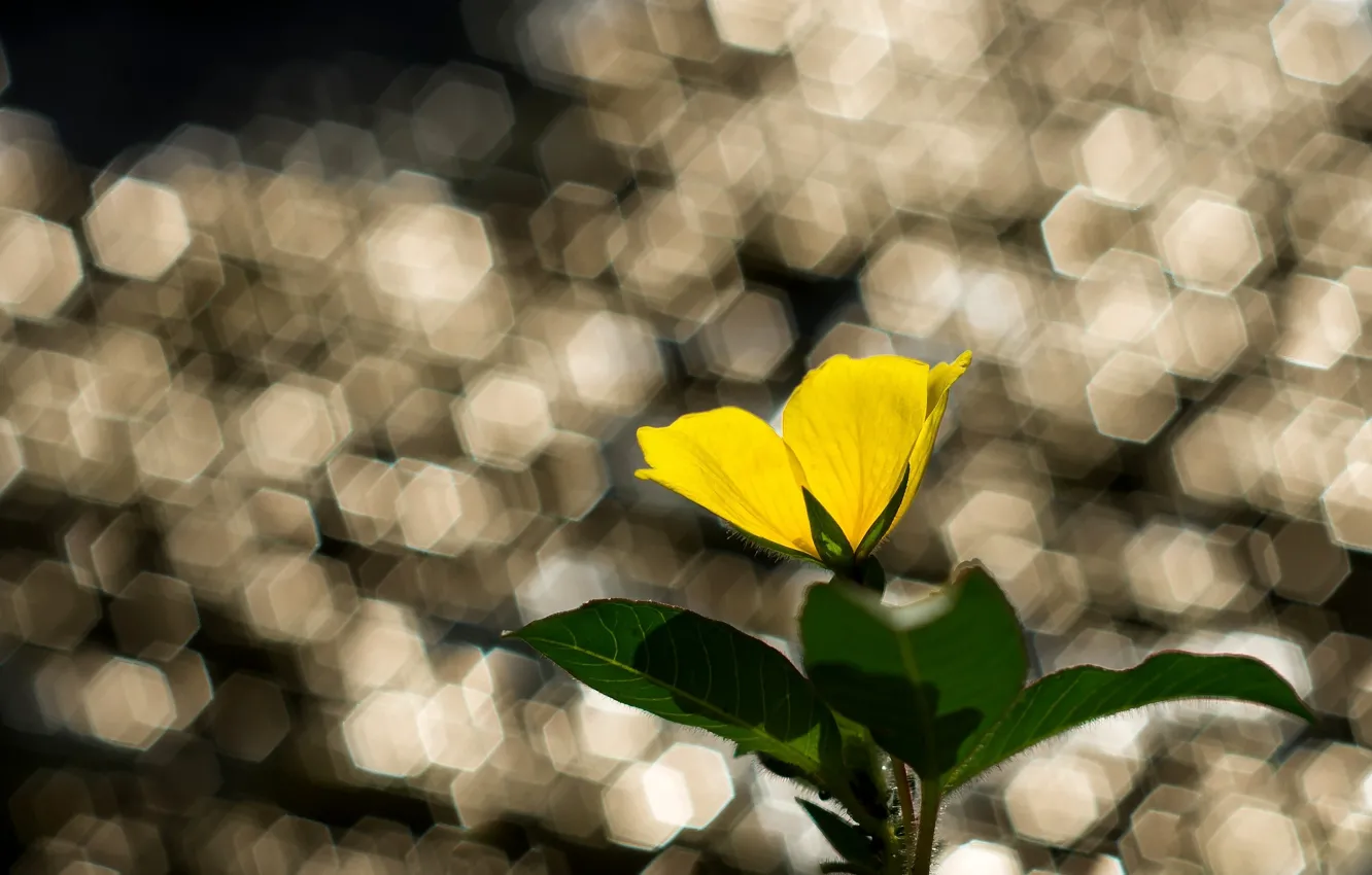 Фото обои цветок, листья, желтый, блики