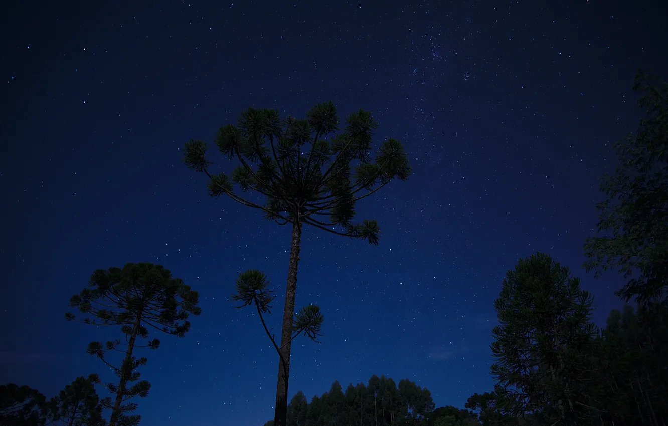 Фото обои космос, звезды, деревья, ночь