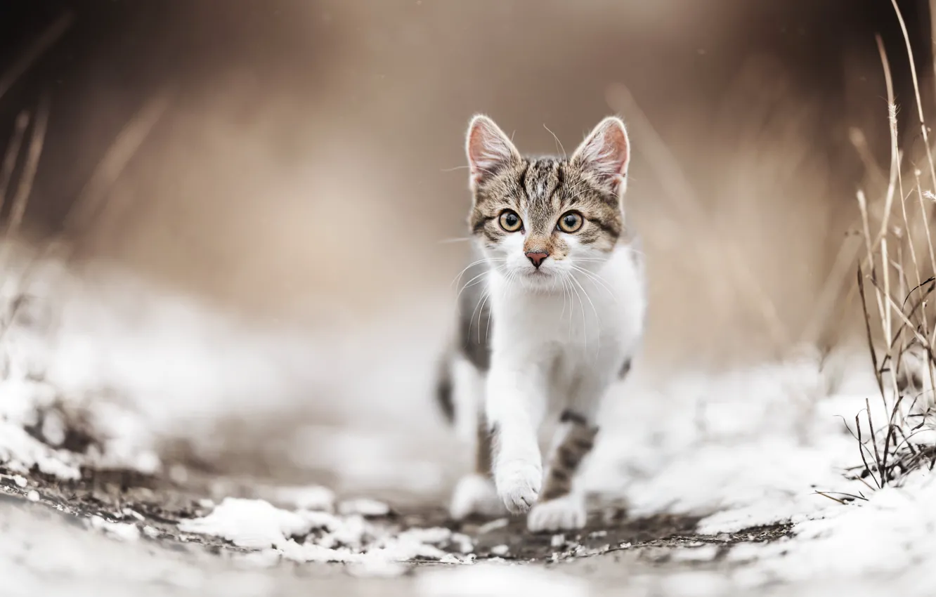 Фото обои взгляд, снег, мордочка, котёнок, боке, котейка