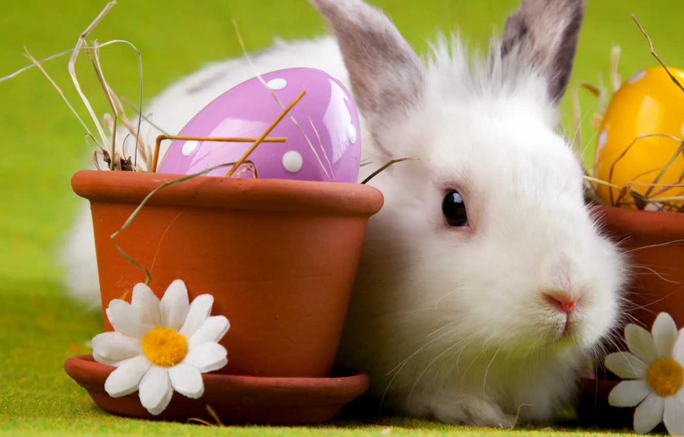 Фото обои яйцо, ромашка, кролик, пасха, горшок, easter