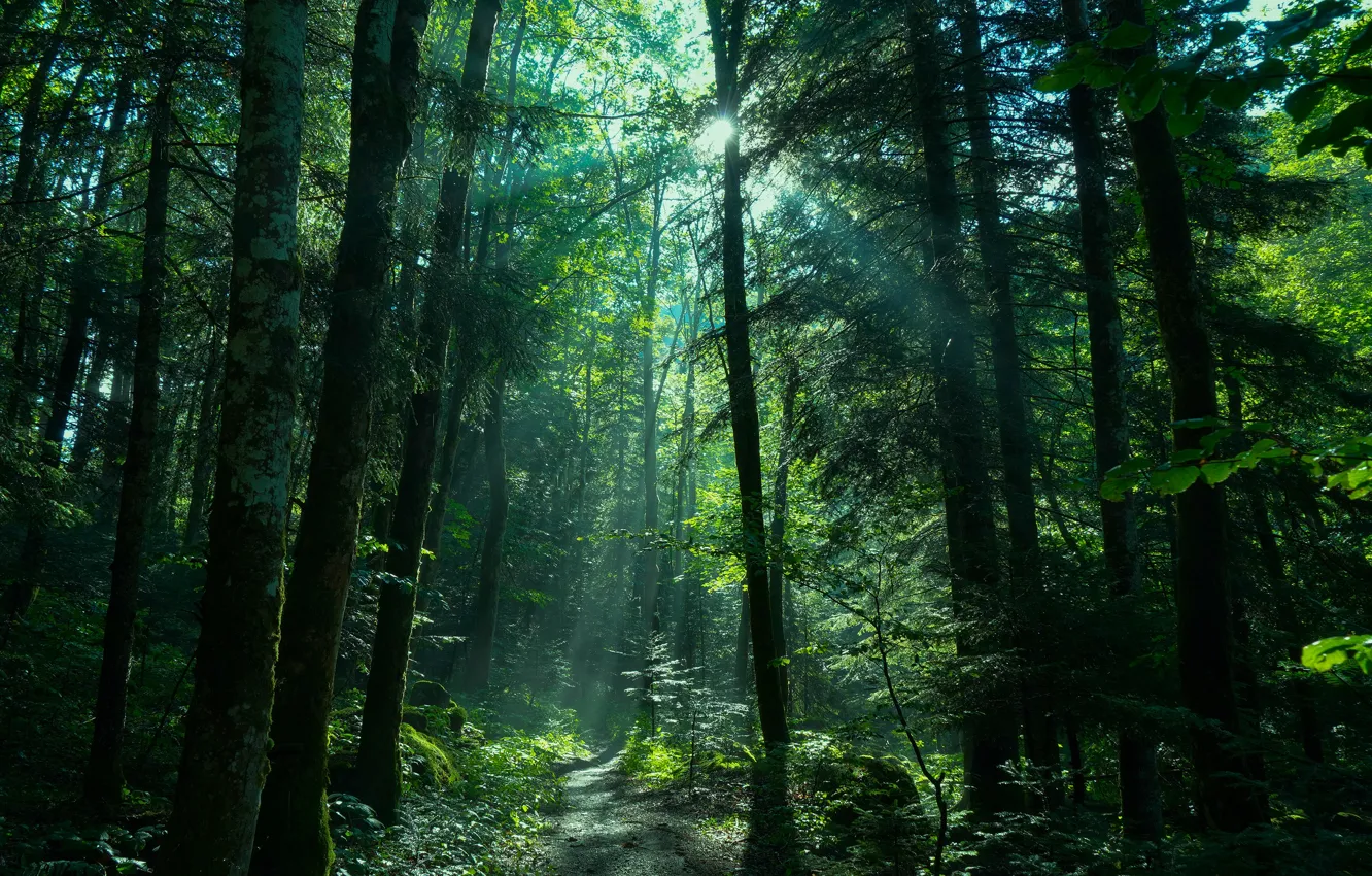 Фото обои лес, солнце, лучи, ели, тропинка