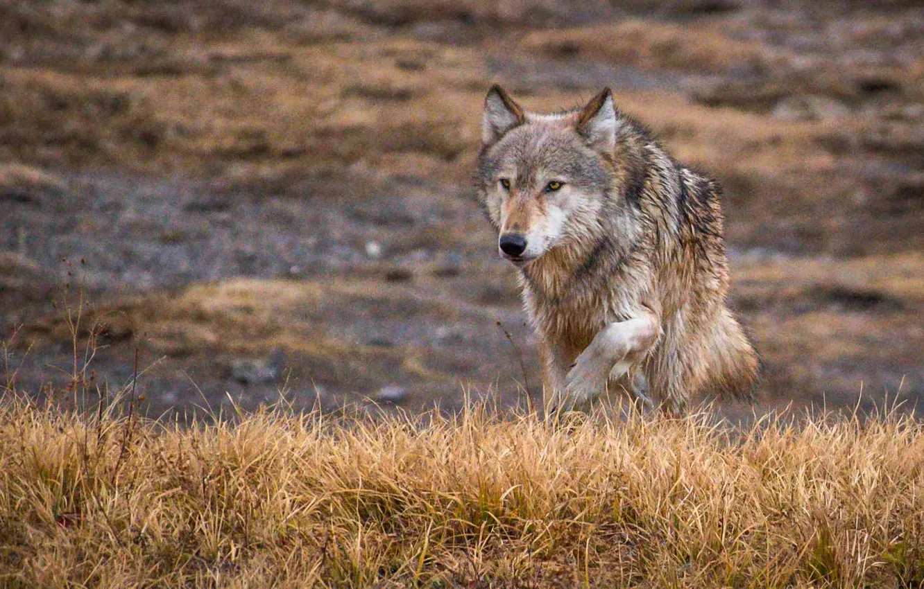 Фото обои nature, face, animal, wolf, wildlife, head, fur, mammal