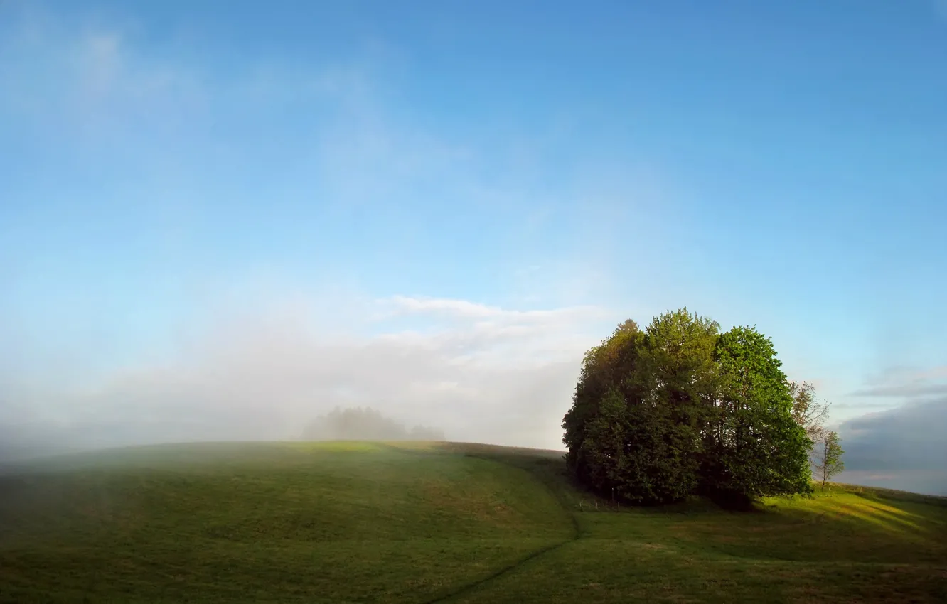 Фото обои поле, лето, деревья, туман