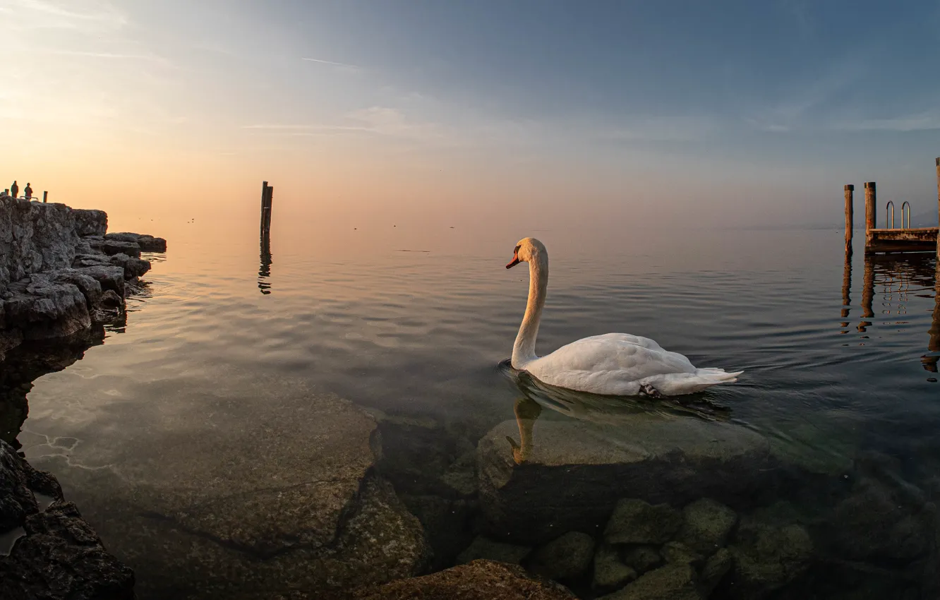 Фото обои белый, камни, птица, берег, лебедь, водоем