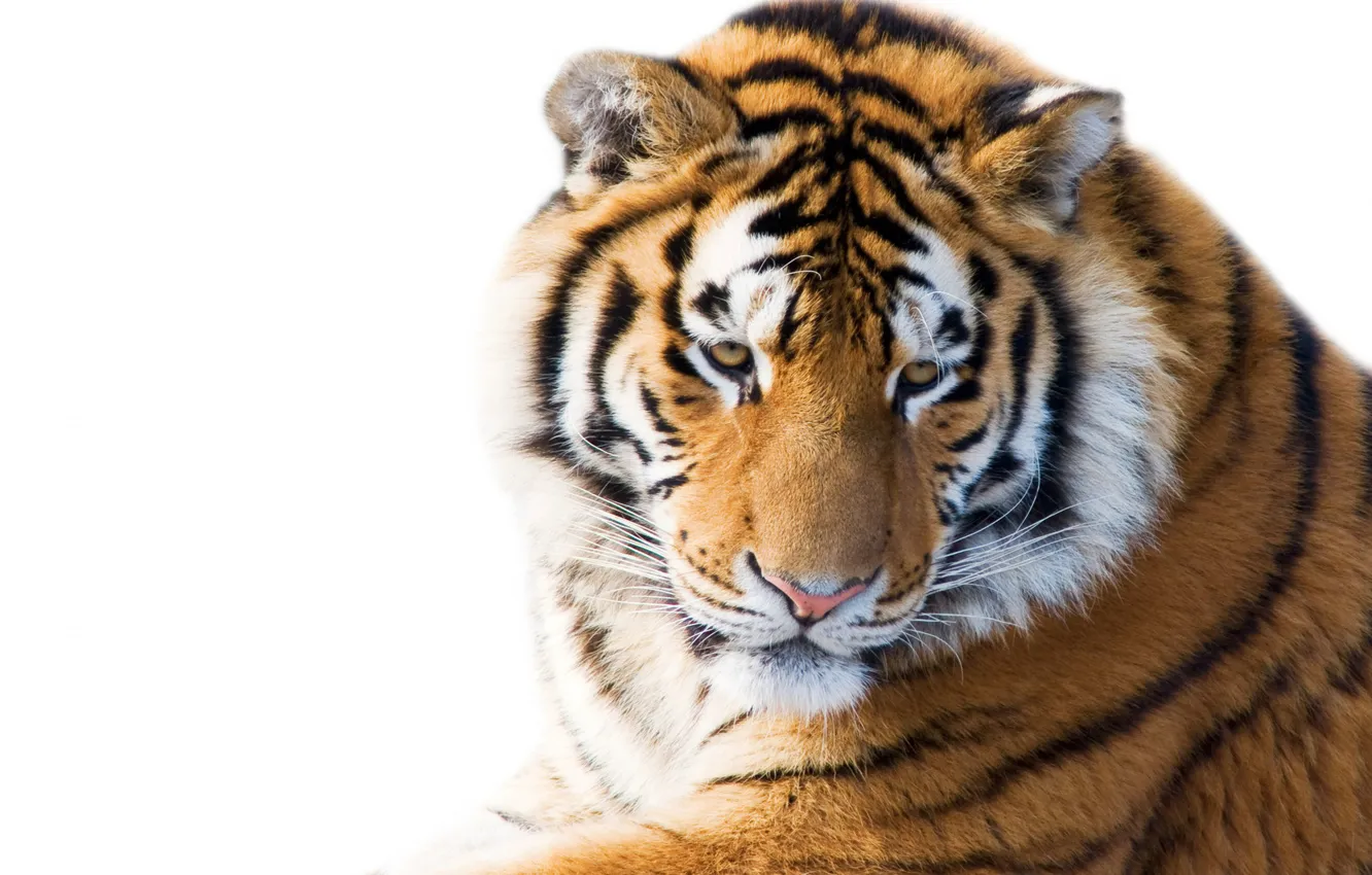 Фото обои Зима, Тигр, Winter, Tiger, Siberian tiger, Ussuri tiger, Сибирский тигр, Уссурийский тигр