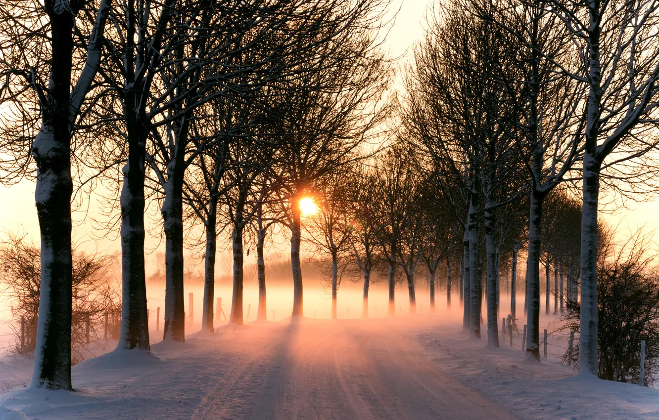 Фото обои light, trees, winter, snow, sun