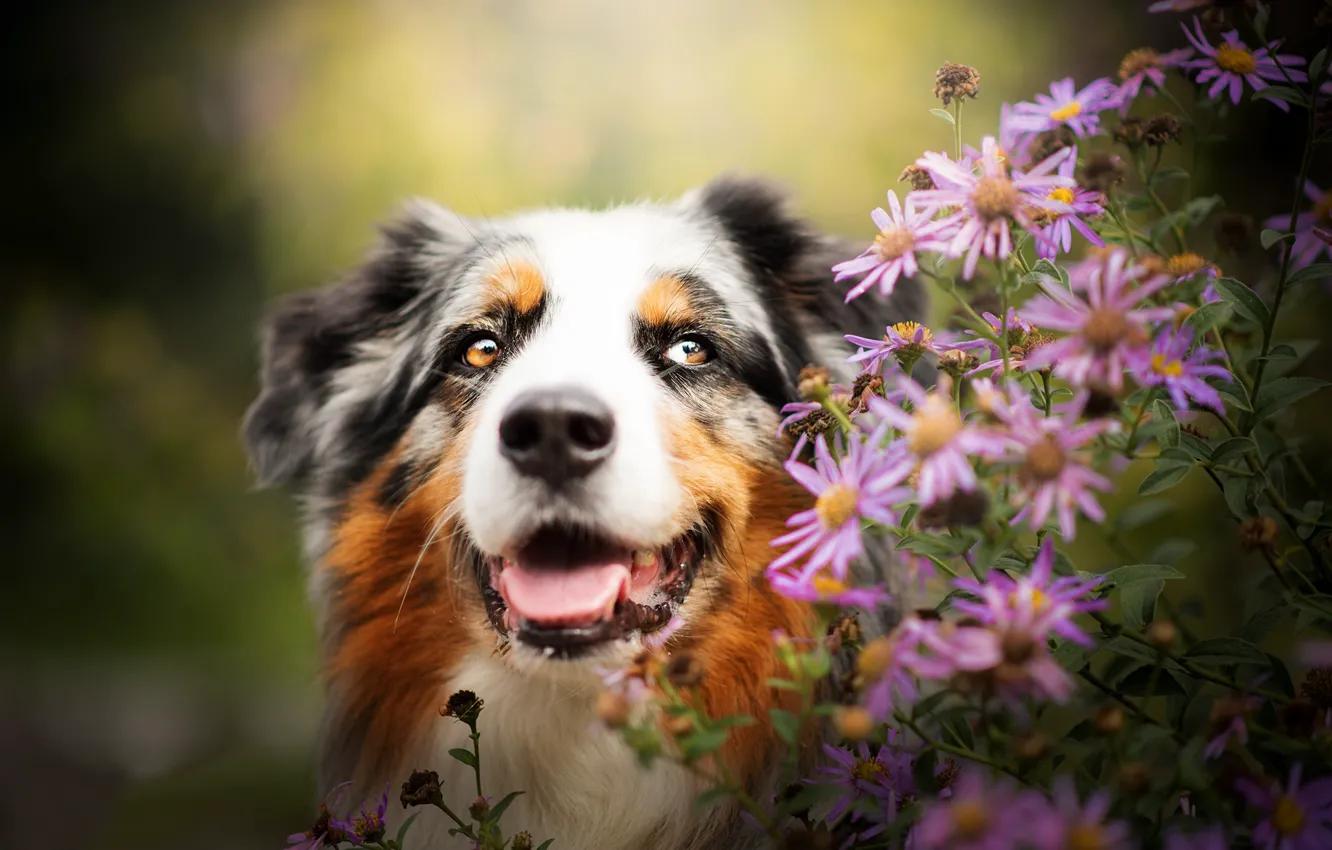Фото обои морда, цветы, портрет, собака, Австралийская овчарка, Аусси