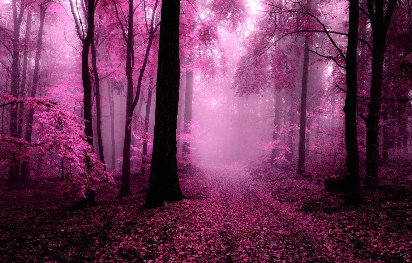 Фото обои лес, свет, природа, цвет