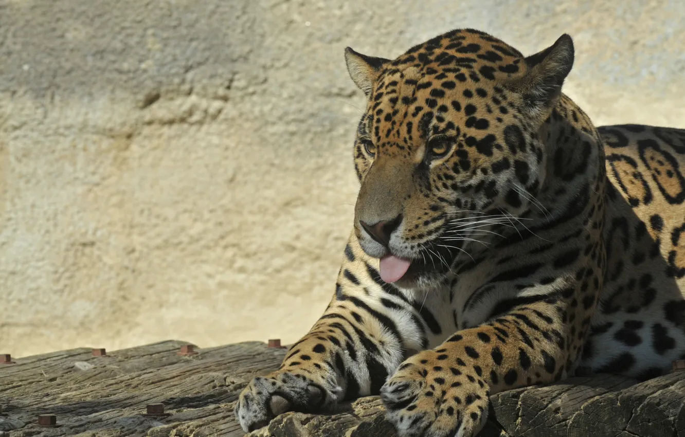 Фото обои язык, кошка, ягуар