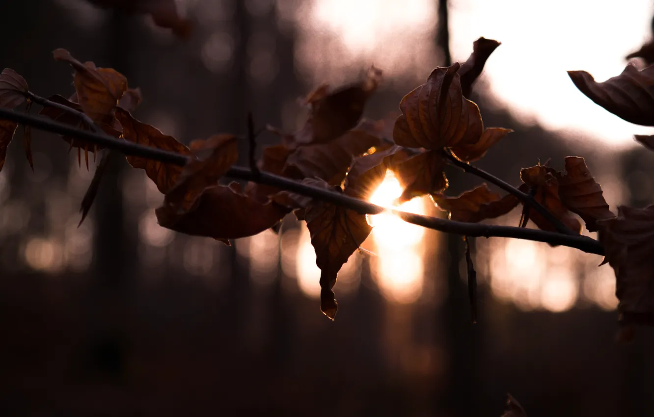 Фото обои Winter, Sun, Sunset, Forest, Trees, Leaves, Branch, Dusk