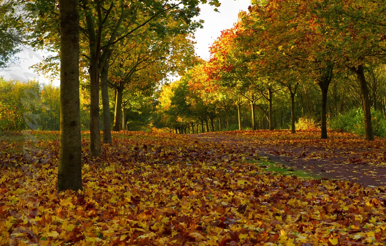 Фото обои осень, листья, деревья, аллея