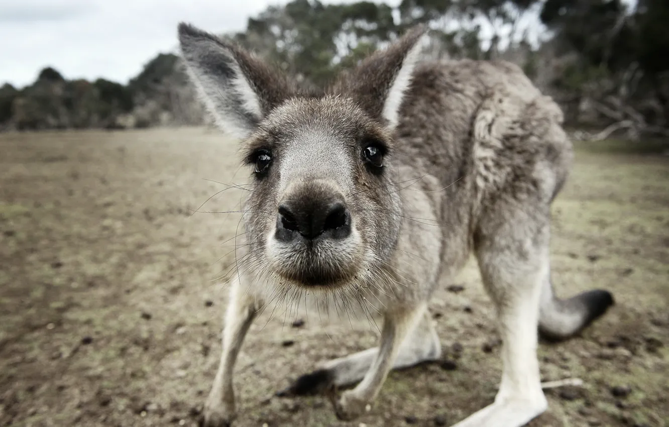 Фото обои макро, природа, kangaroo