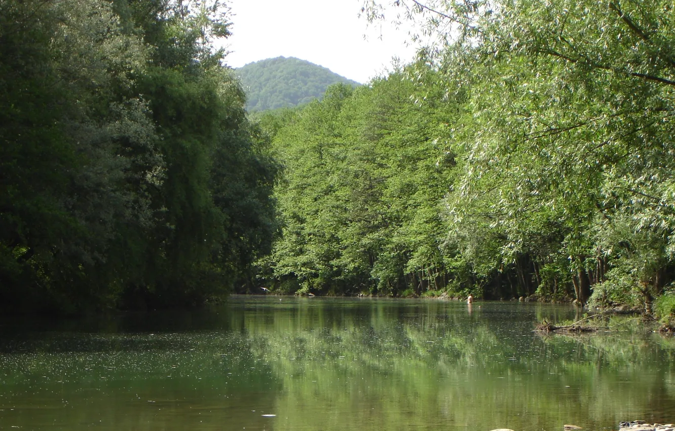 Фото обои лес, природа, река, Кубань, Akela white