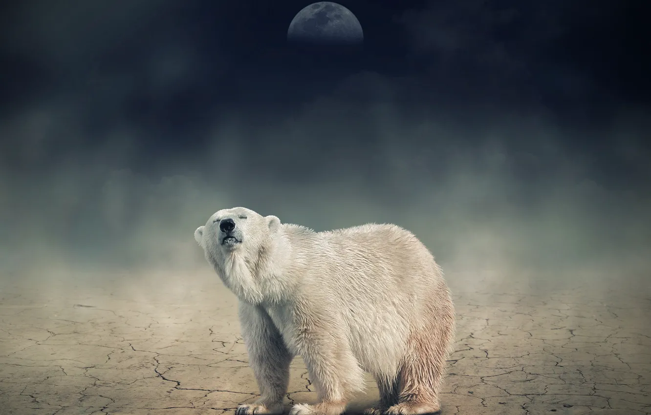 Фото обои белый, ночь, луна, медведь, мишка