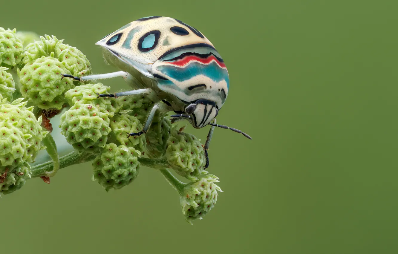 Фото обои макро, жук, насекомое, picasso bug