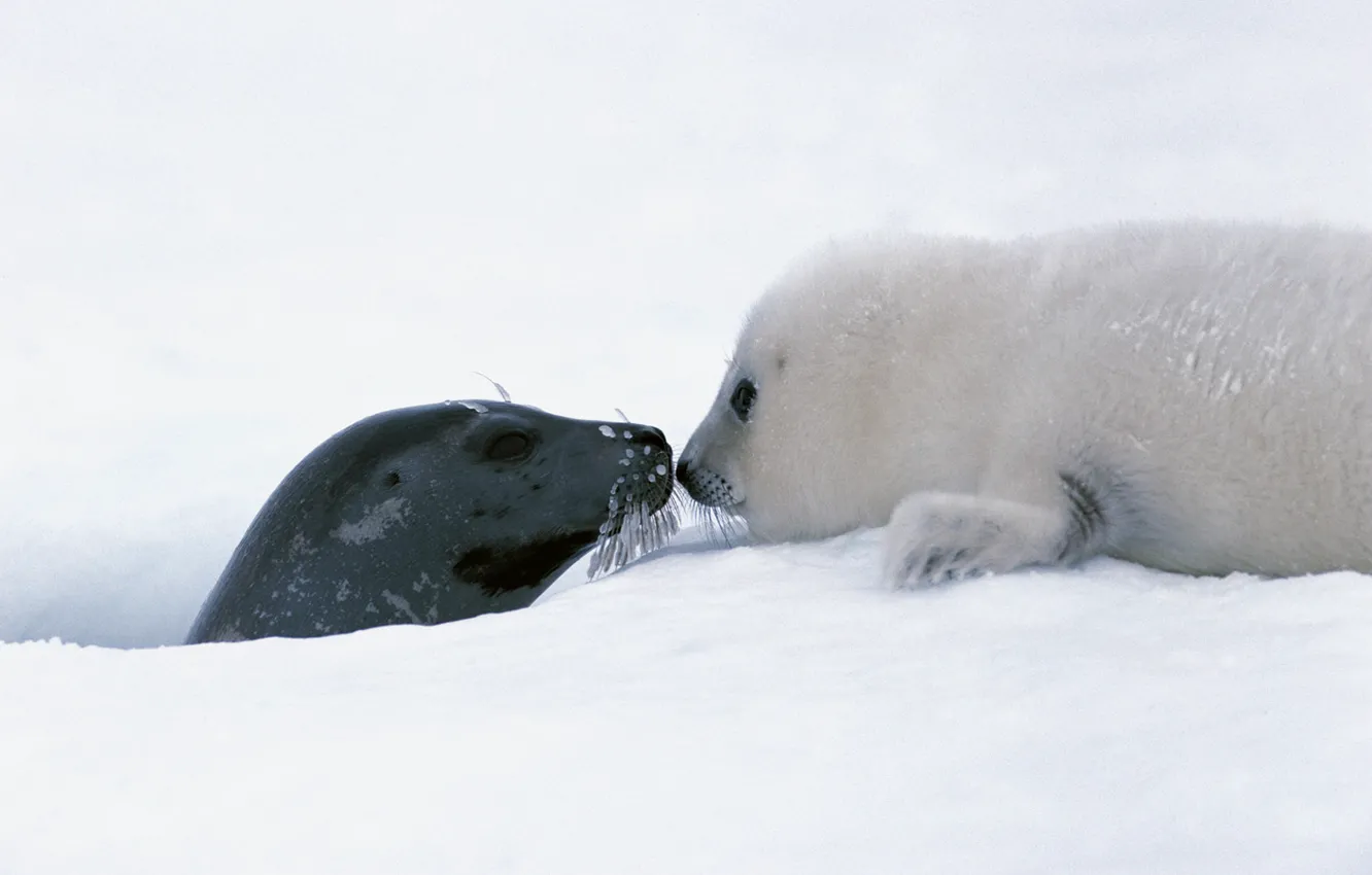 Фото обои Снег, Baby, Тюлень