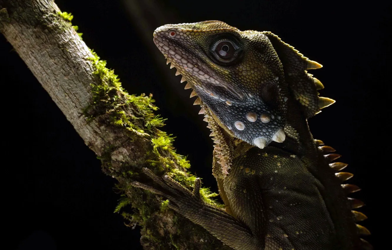 Фото обои макро, природа, Hypsilurus boydii, Австралийский лесной дракон