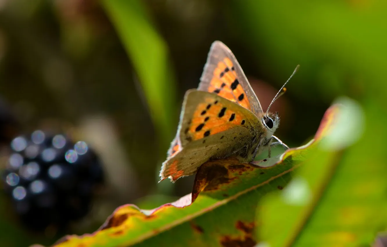 Фото обои лето, трава, листья, макро, природа, ягоды, бабочка, растение