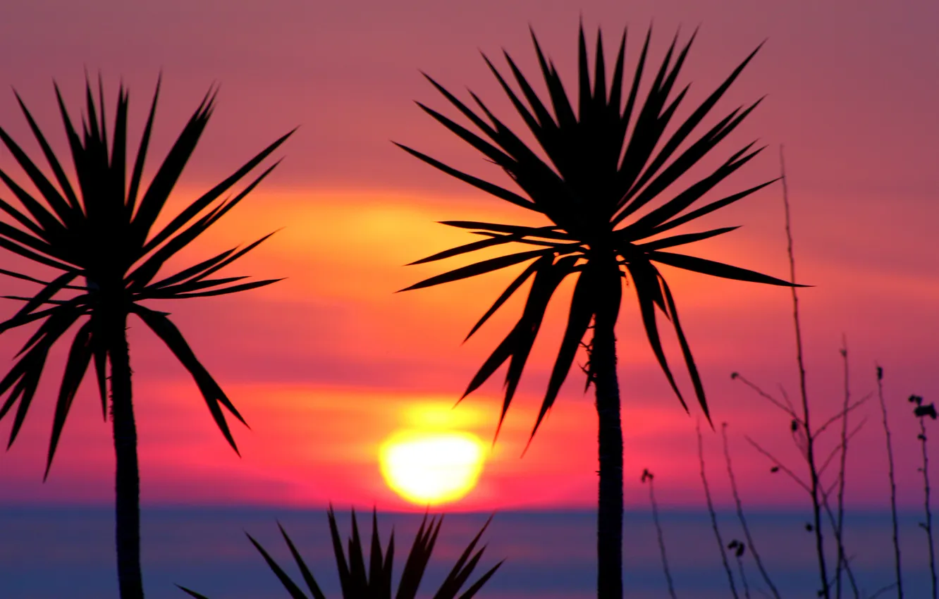 Фото обои небо, солнце, закат, пальмы