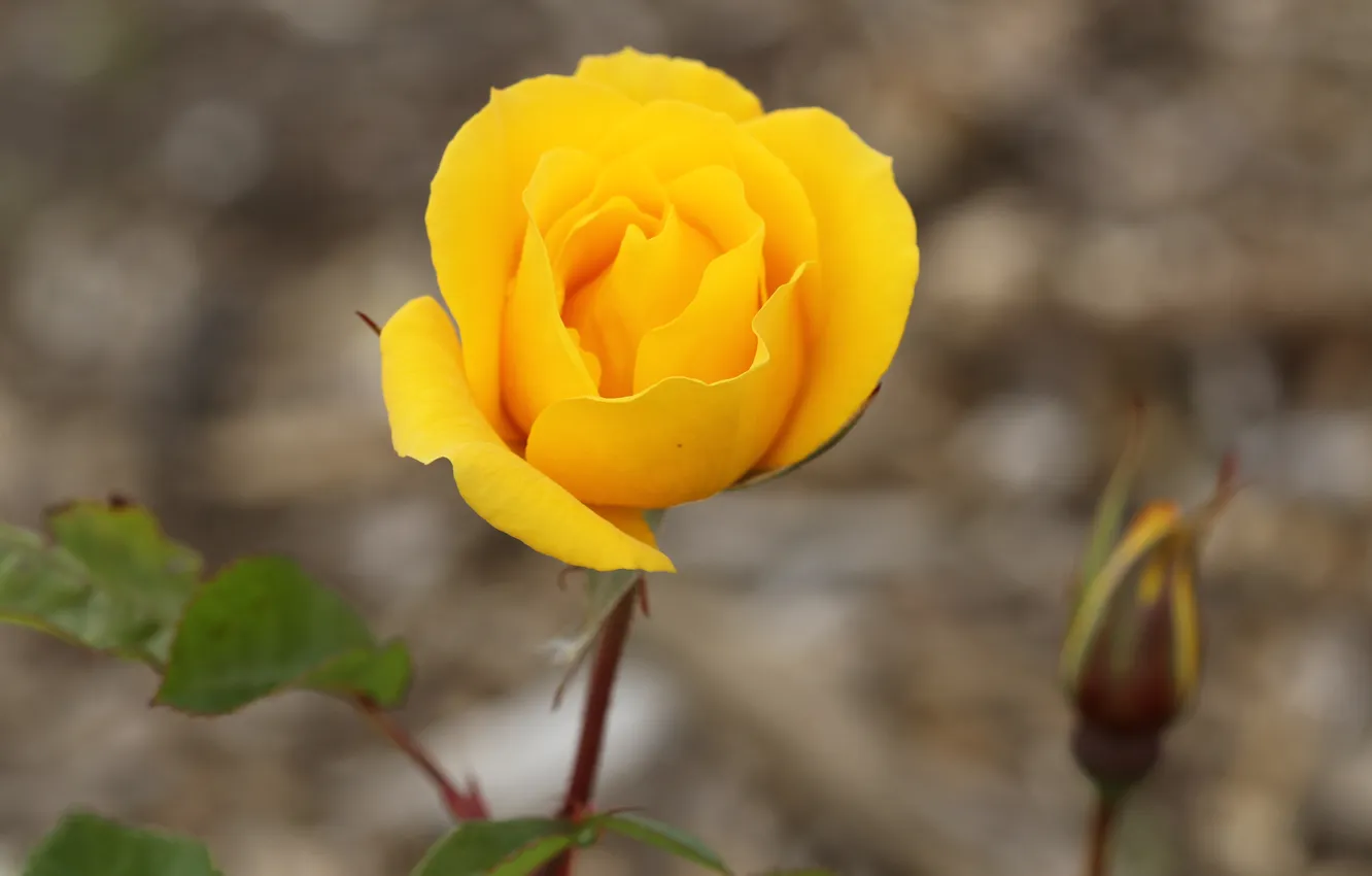 Фото обои роза, лепестки, размытость, бутон, жёлтая