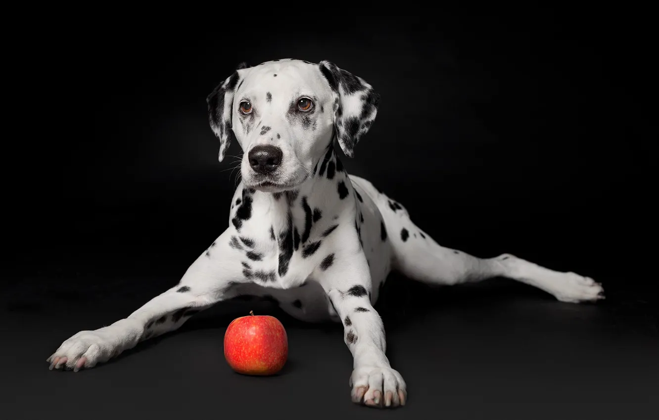 Фото обои яблоко, портрет, собака, щенок, чёрный фон, Далматин