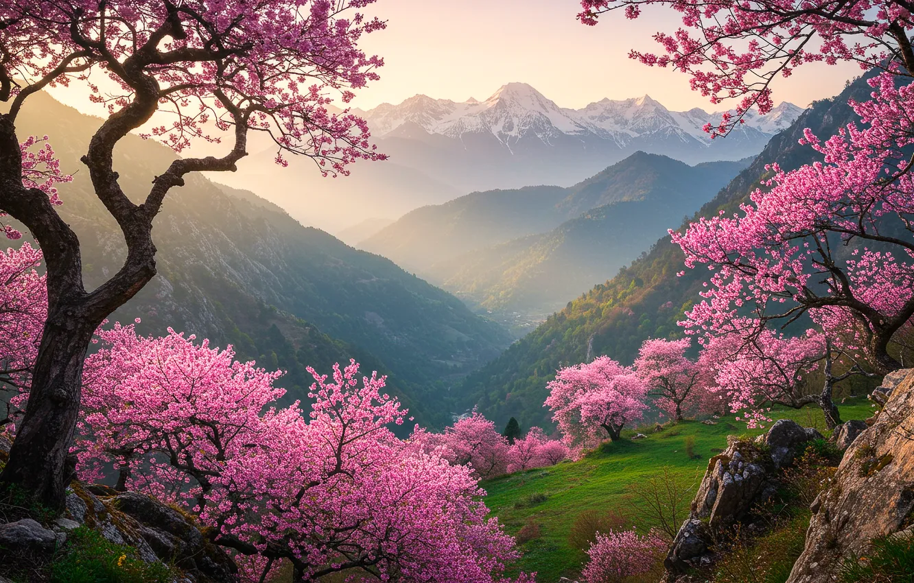 Фото обои горы, рассвет, обои, весна, сакура, долина, wallpaper, mountains