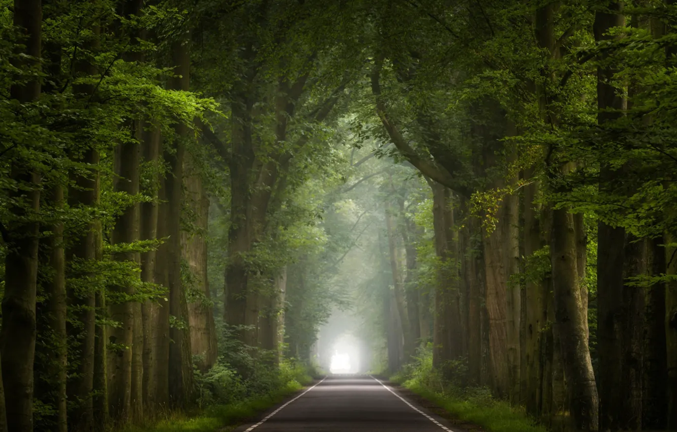 Фото обои дорога, деревья, туман, тоннель