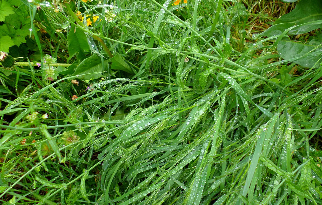 Фото обои дождик, трава, капли