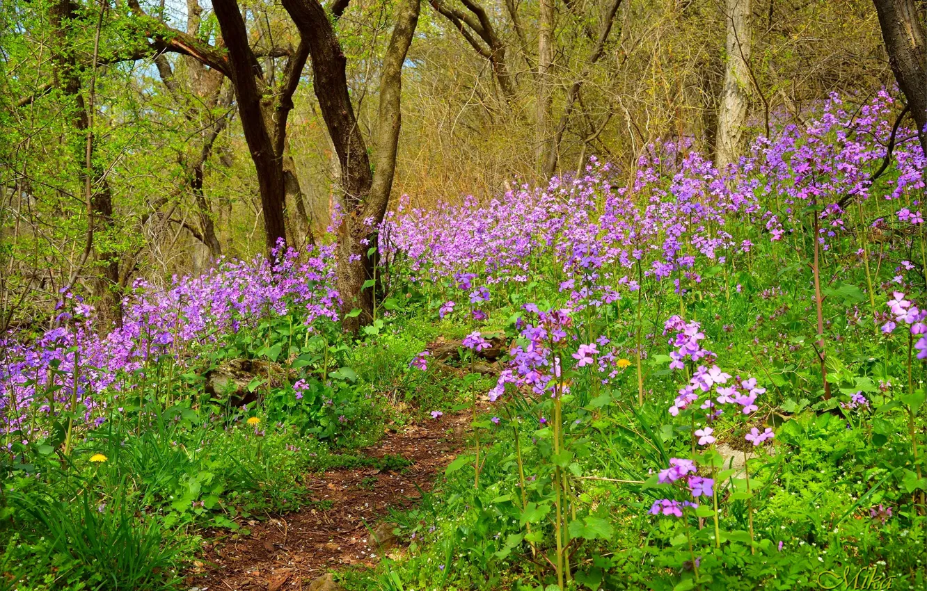 Фото обои Поле, Весна, Spring, Цветение, Field, Сиреневые цветы, Flowering