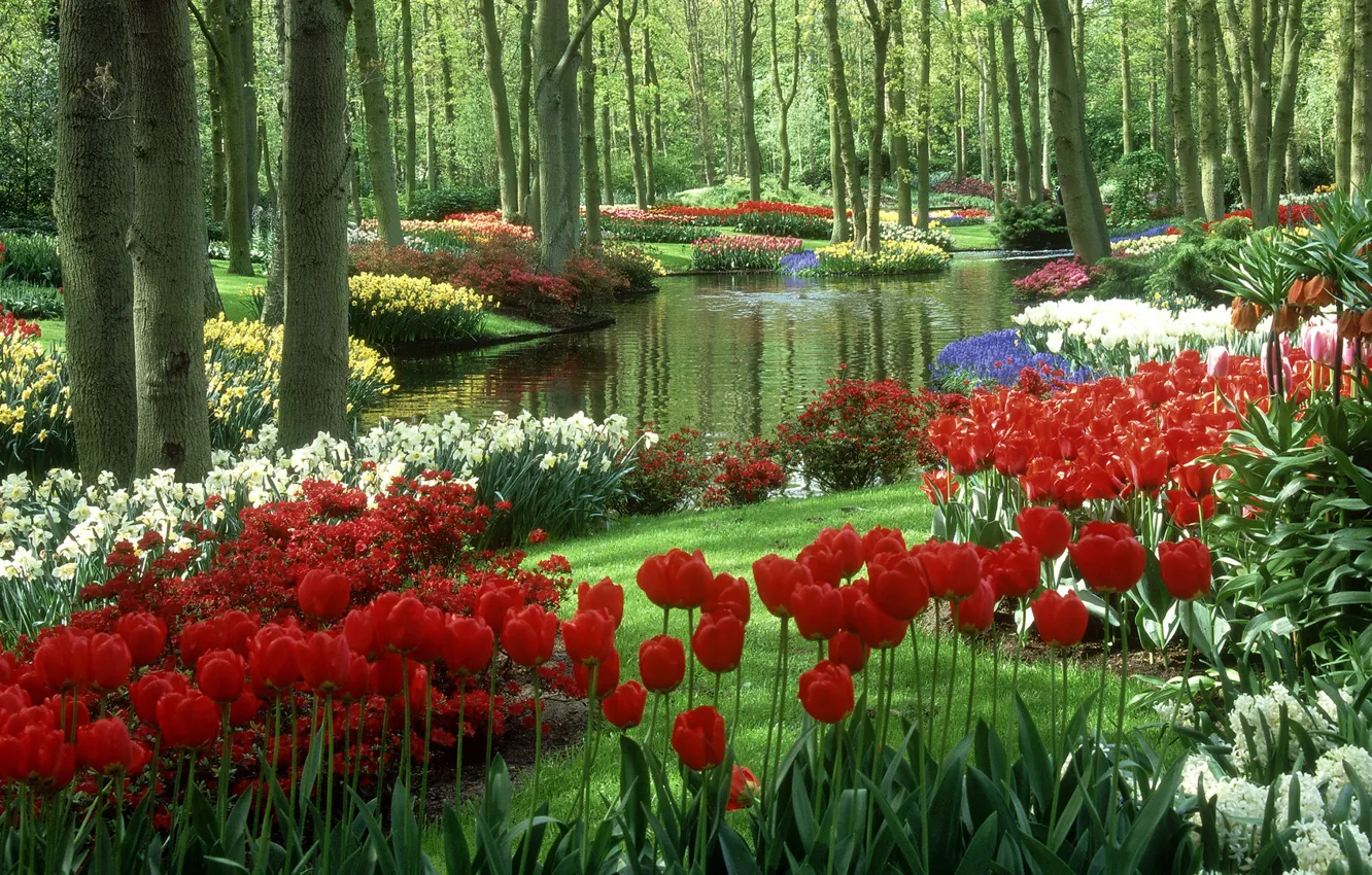 Фото обои тюльпаны, Нидерланды, водоём, Keukenhof Gardens, Сад Кейкенхоф