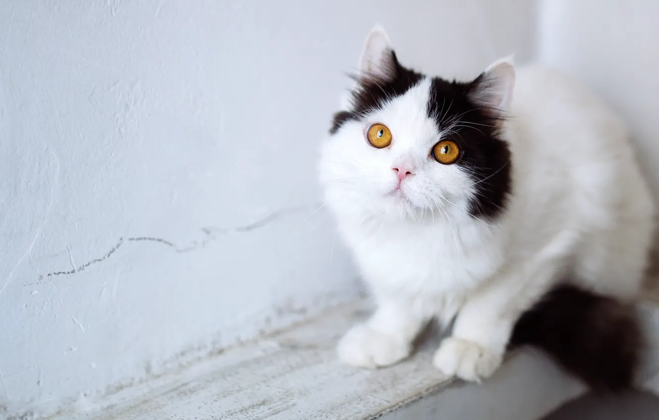 Фото обои кошка, взгляд, поза, котенок, черно-белый, малыш, котёнок, светлый фон