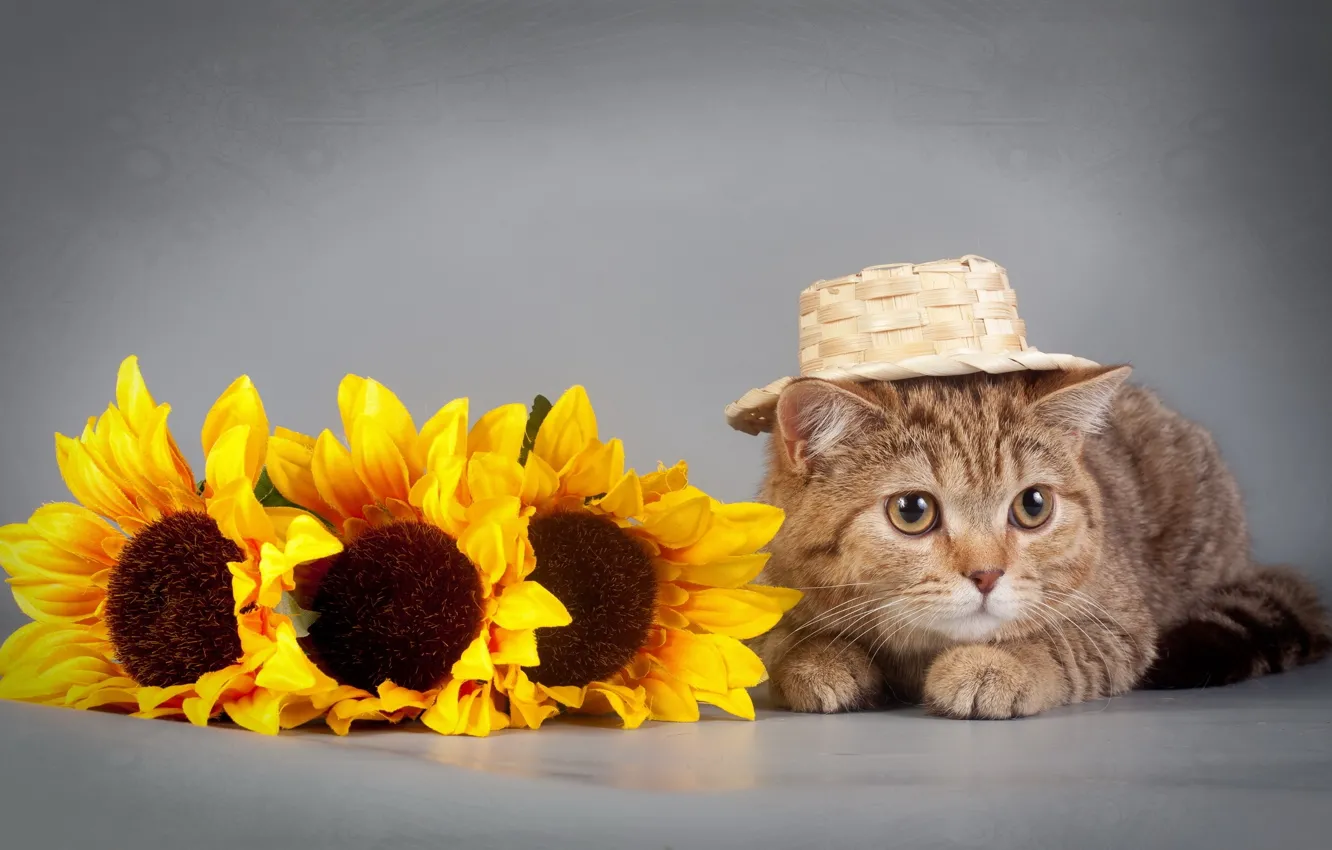 Фото обои кот, подсолнухи, шляпа