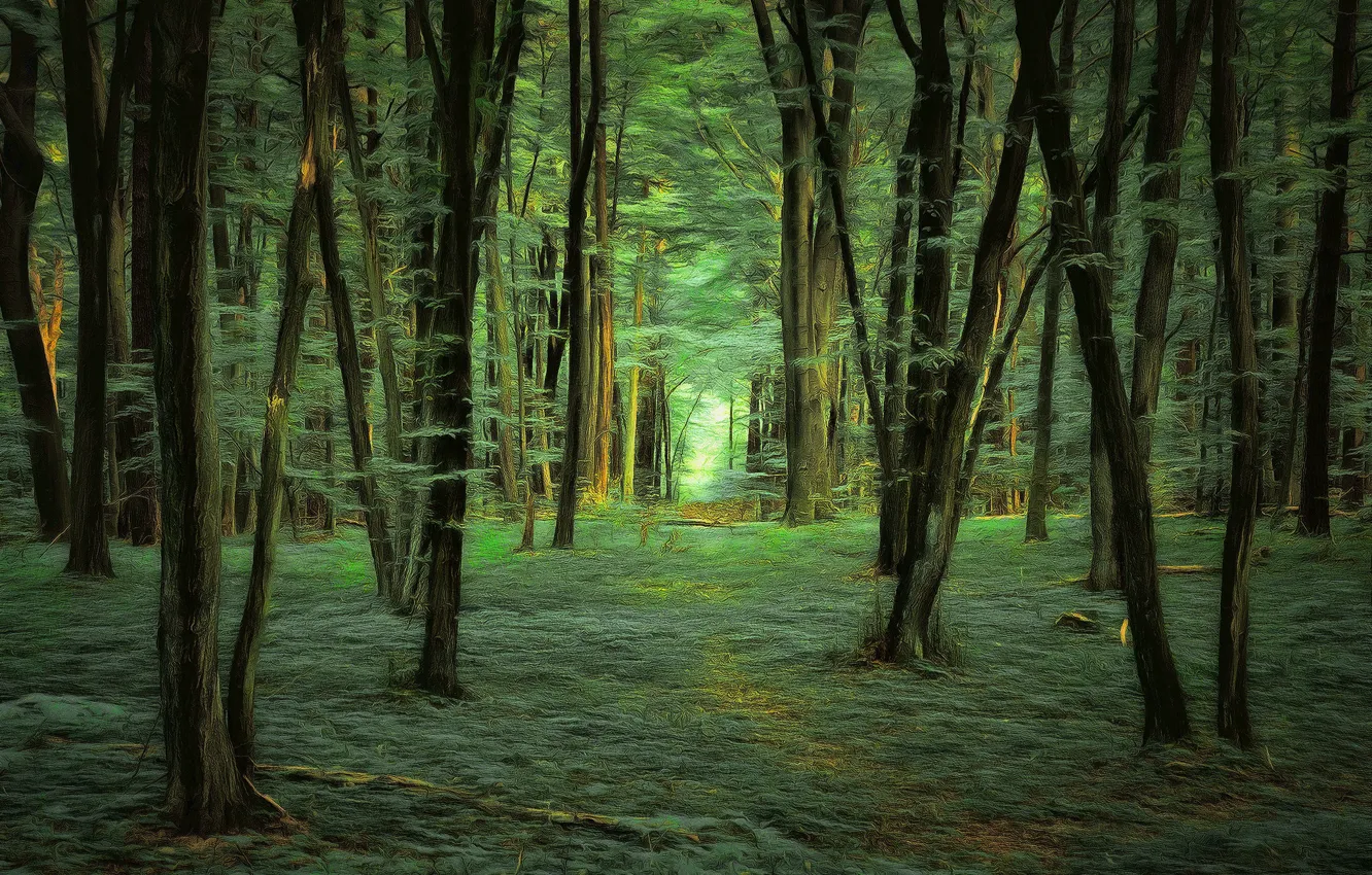 Фото обои лес, деревья, digital painting
