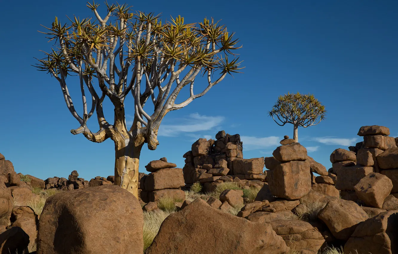 Фото обои небо, деревья, пейзаж, камни, Африка, Намибия