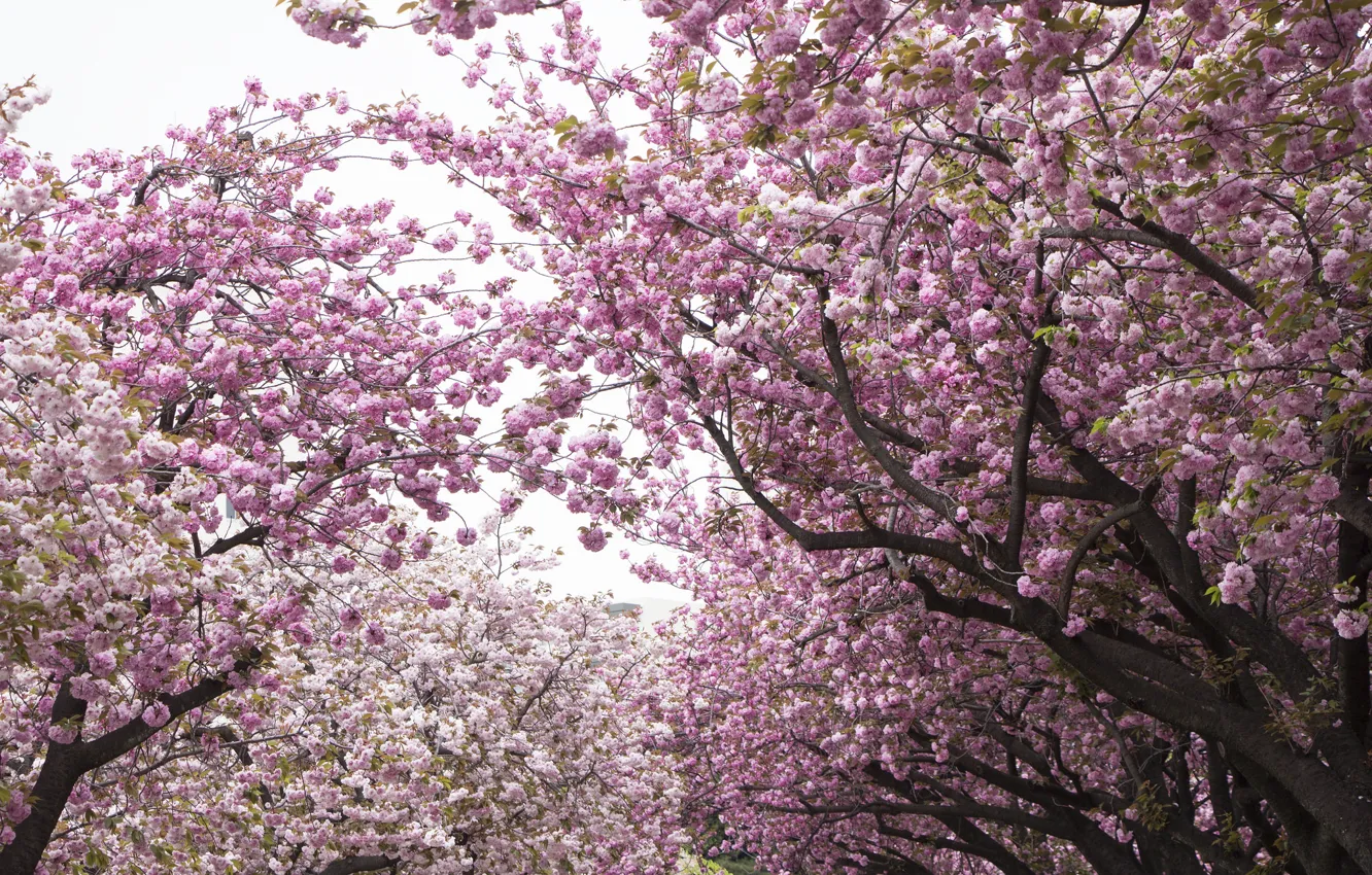 Фото обои деревья, вишня, сакура, Парк, цветение