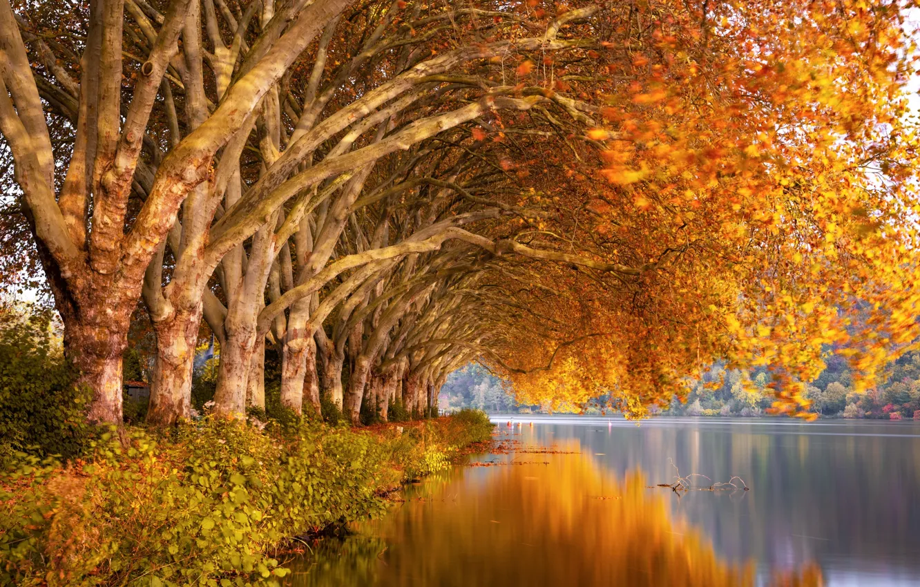 Фото обои осень, деревья, природа, река