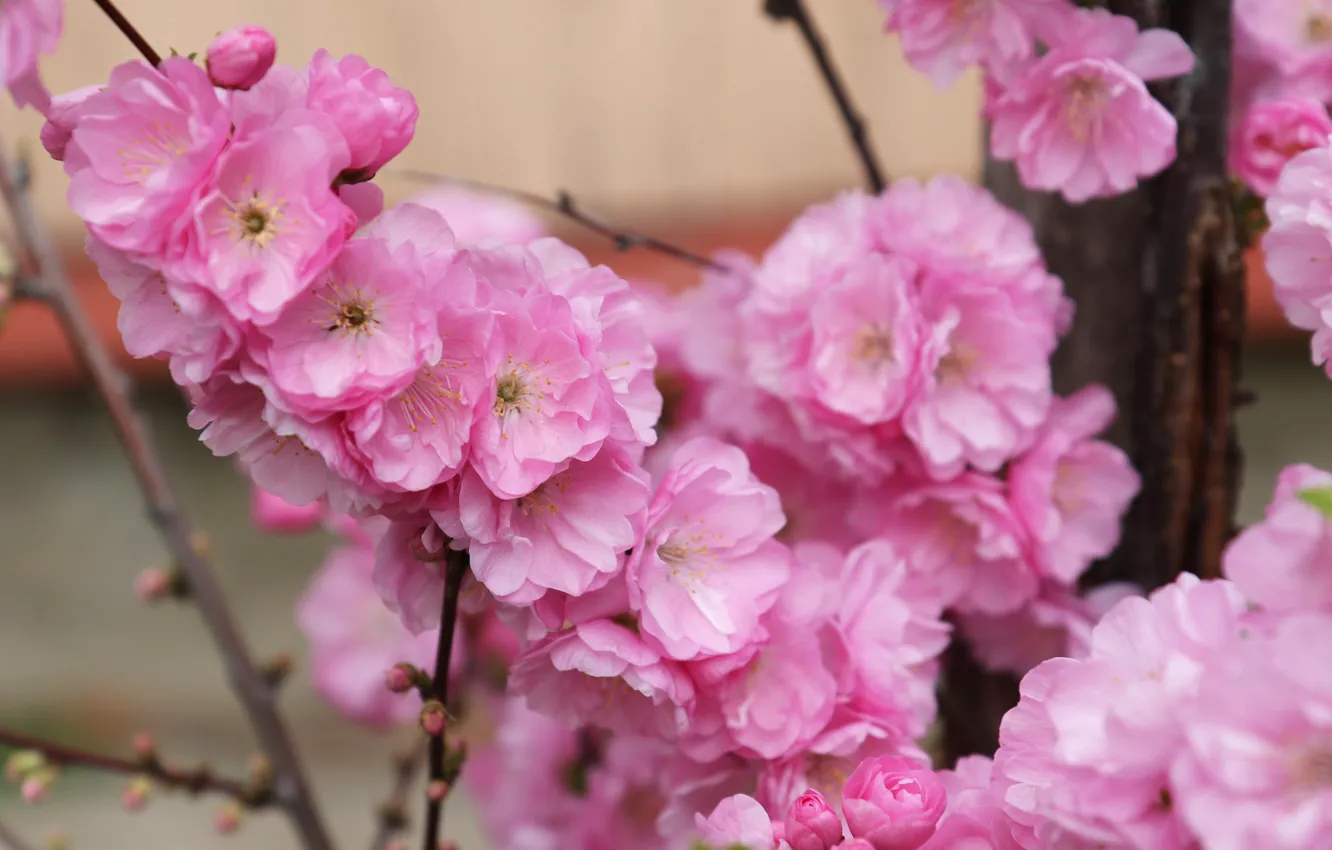 Фото обои Япония, розовые цветочки, цветение сакуры