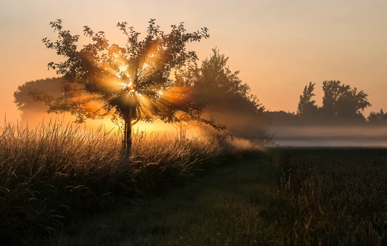 Фото обои свет, туман, дерево, утро