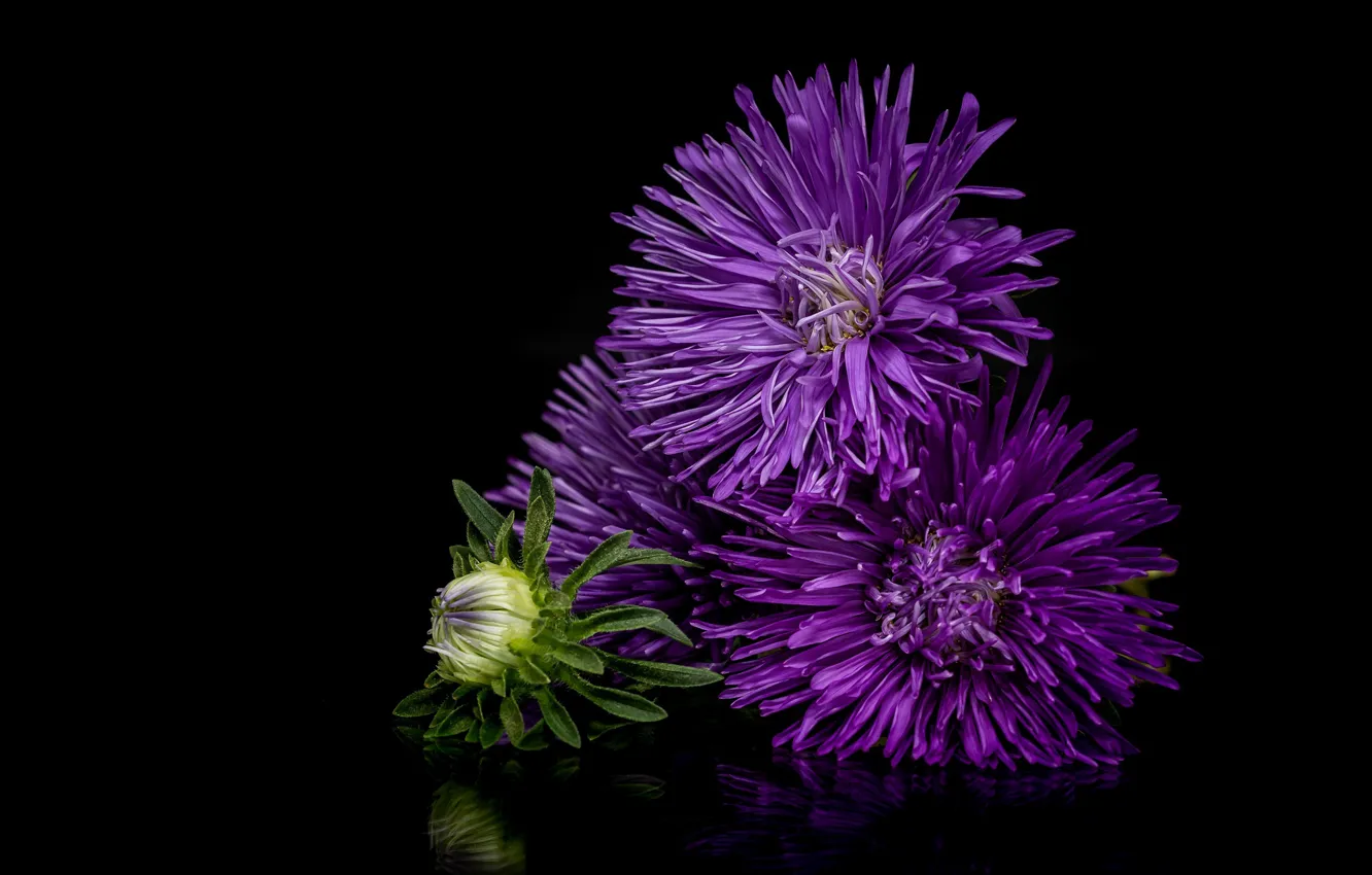 Фото обои фиолетовый, макро, отражение, астры