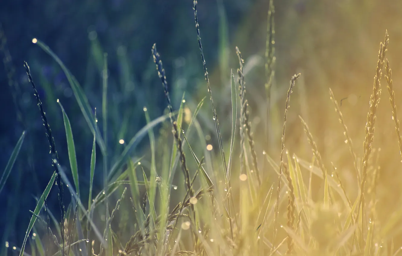Фото обои трава, капли, колоски, боке
