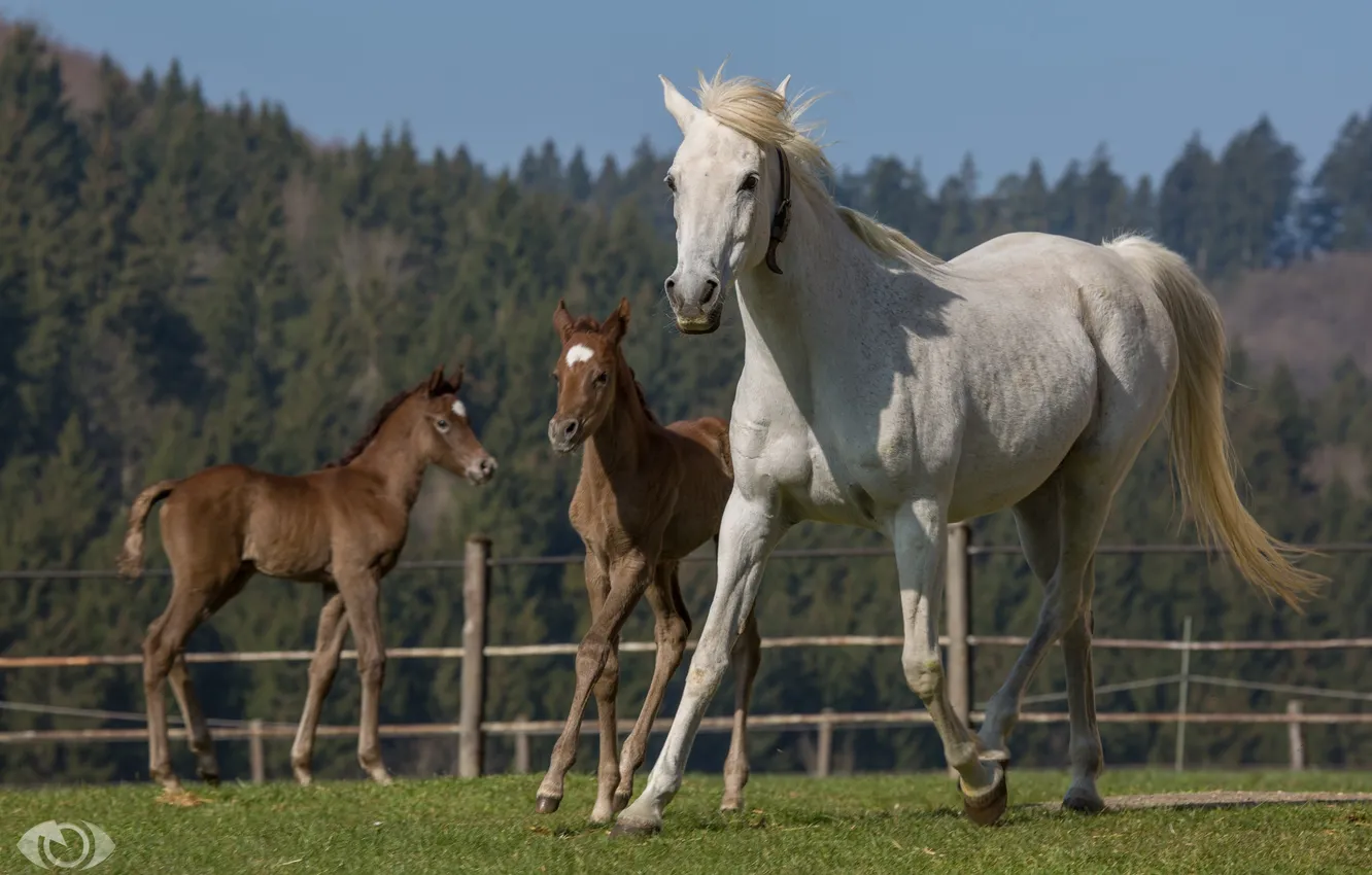 Фото обои лето, кони, лошади, семья, бег, грива, трио, загон