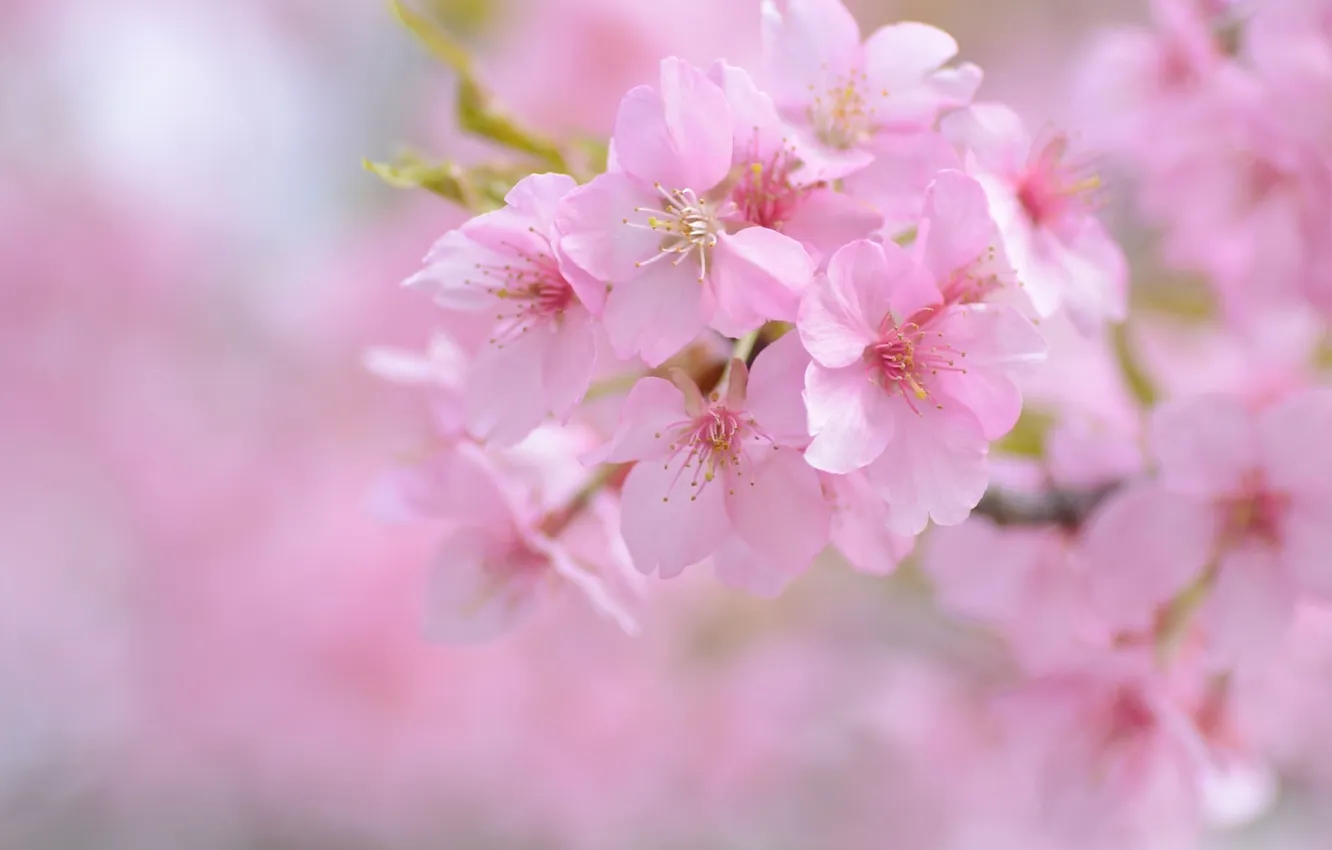 Фото обои вишня, розовый, нежность, весна, сакура