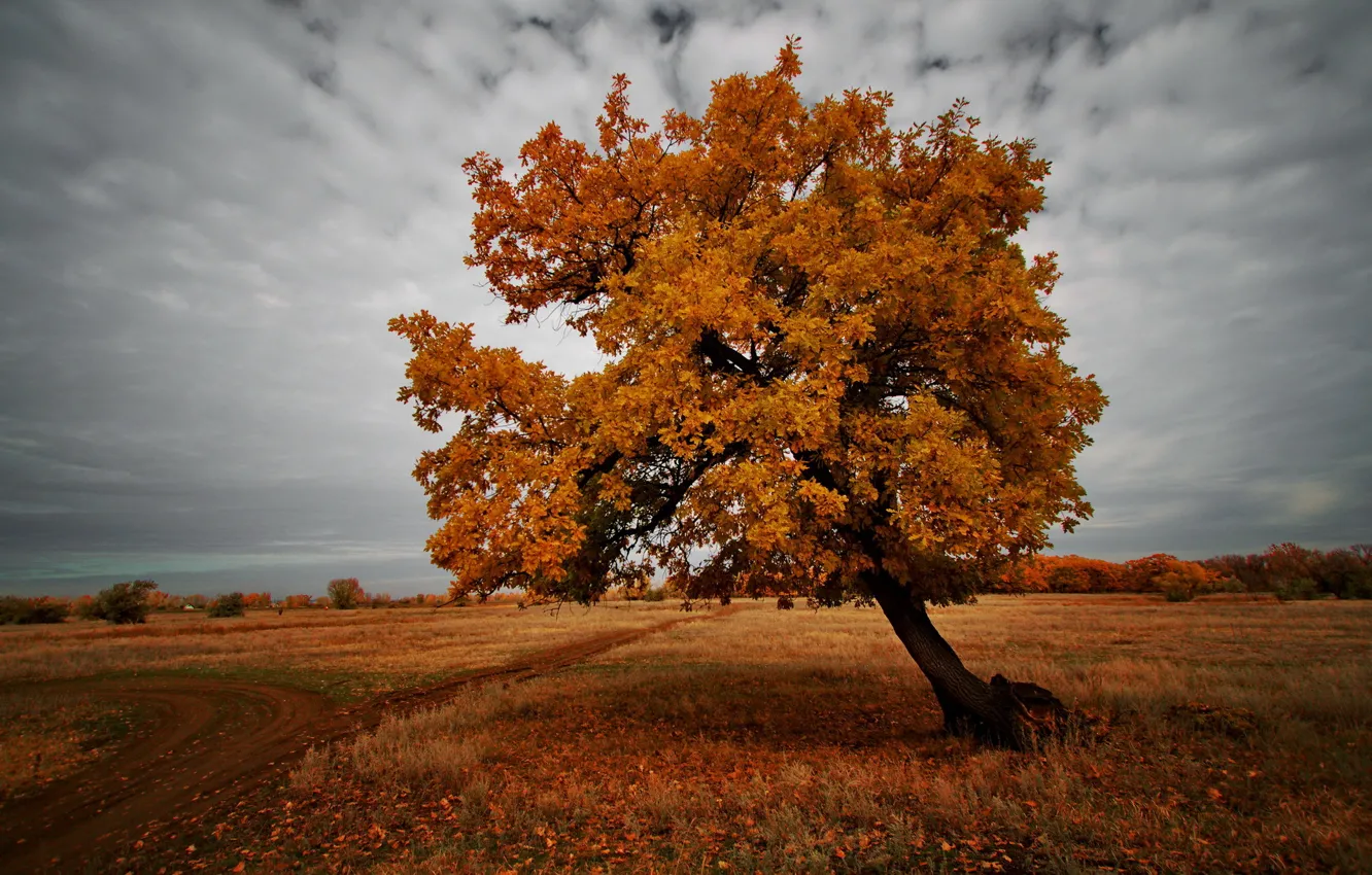 Фото обои поле, осень, пейзаж, природа, дерево