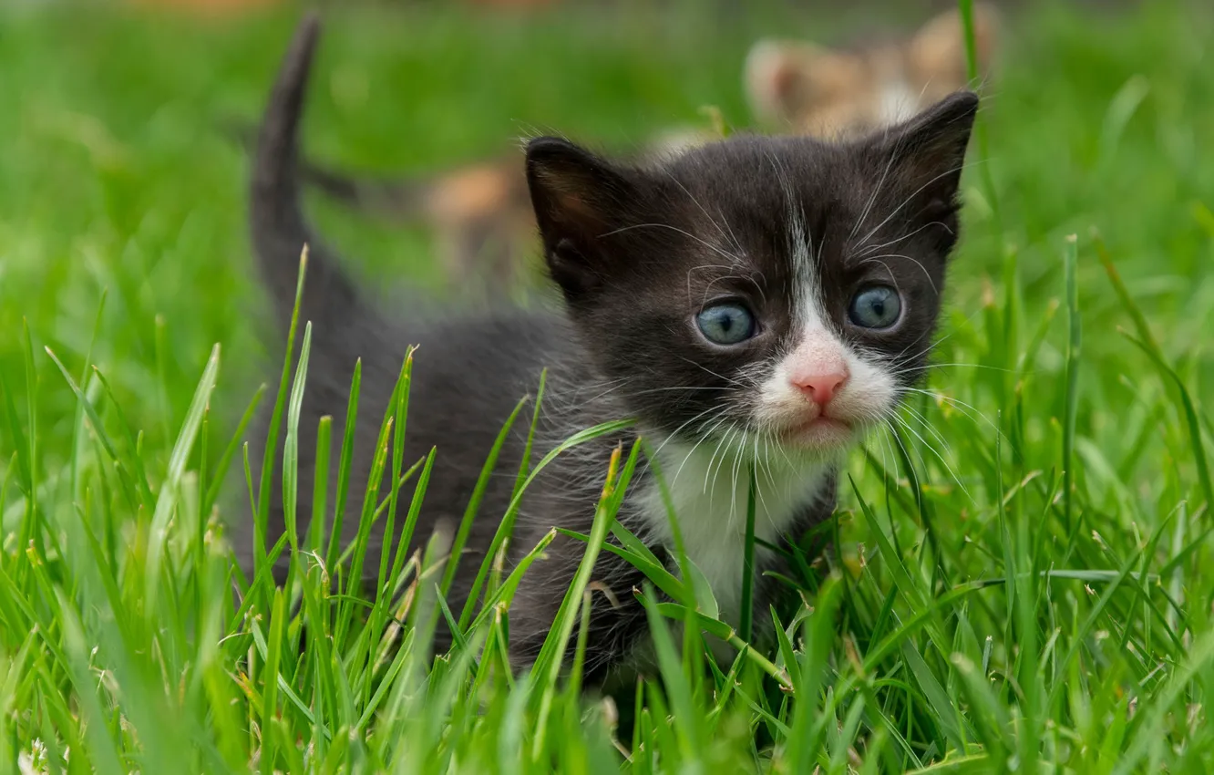Фото обои трава, взгляд, малыш, мордочка, котёнок